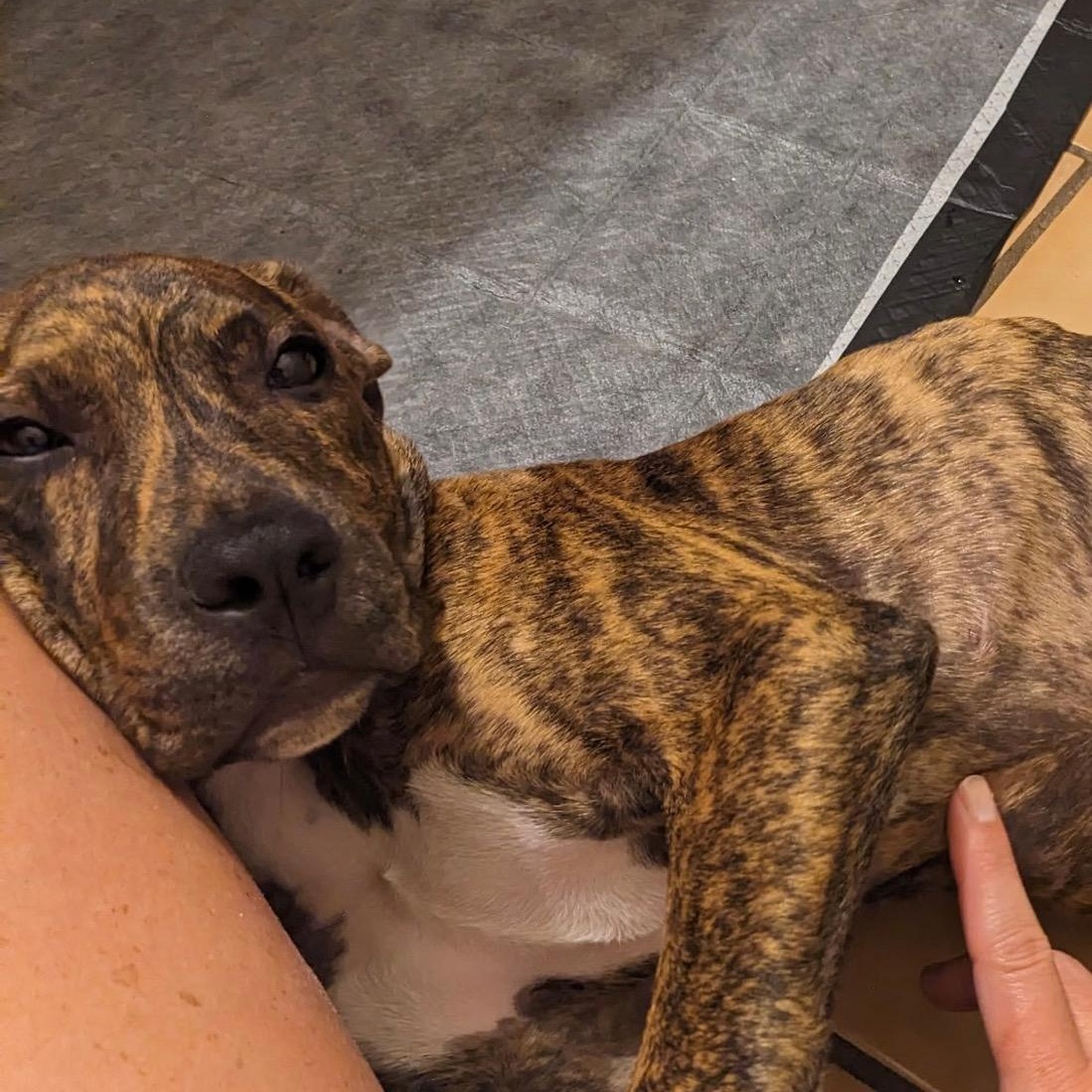 Enlarge Zeke, an adopted mixed breed in Wausau, WI image 1/1