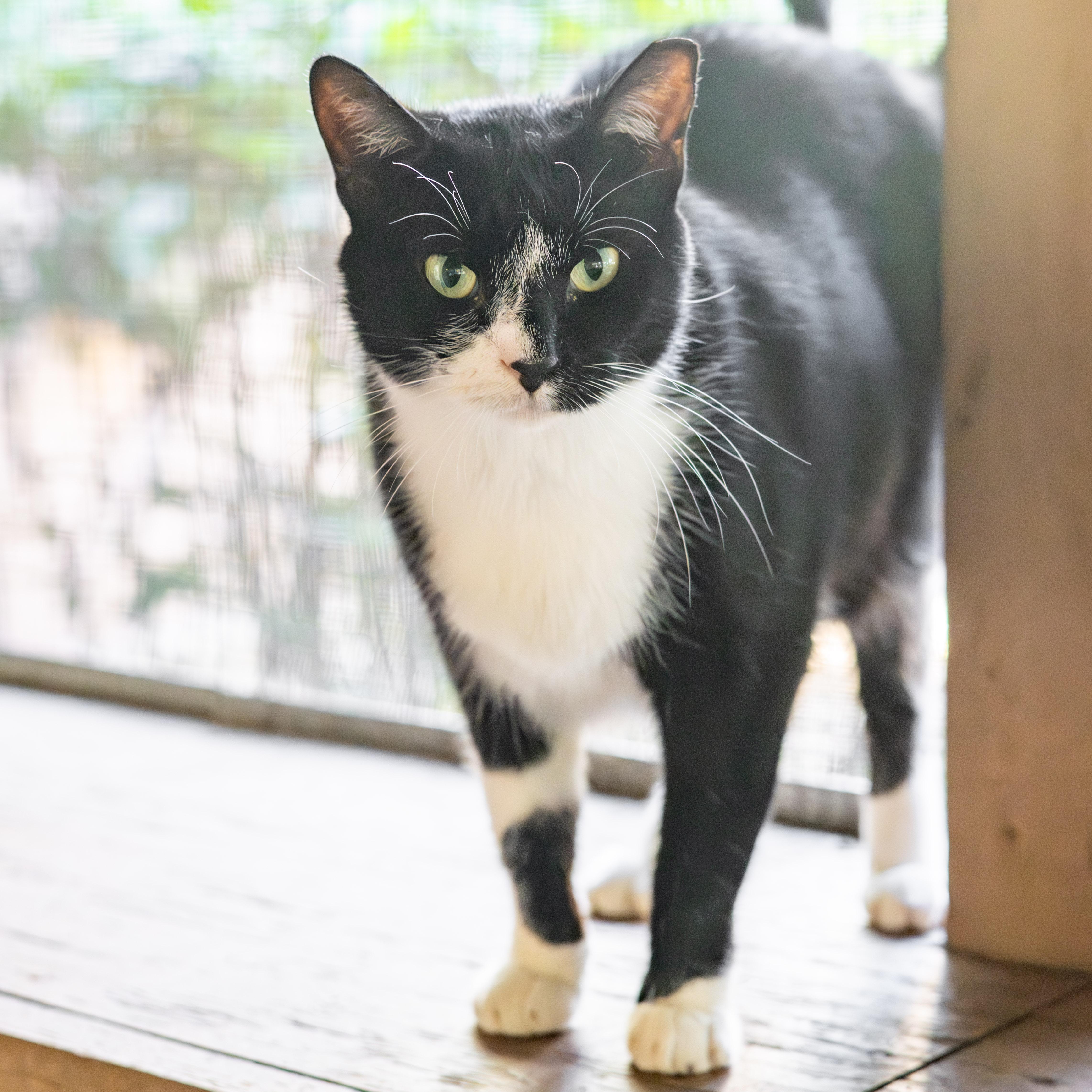 Felt, Adoptable, Adult Female Domestic Medium Hair.