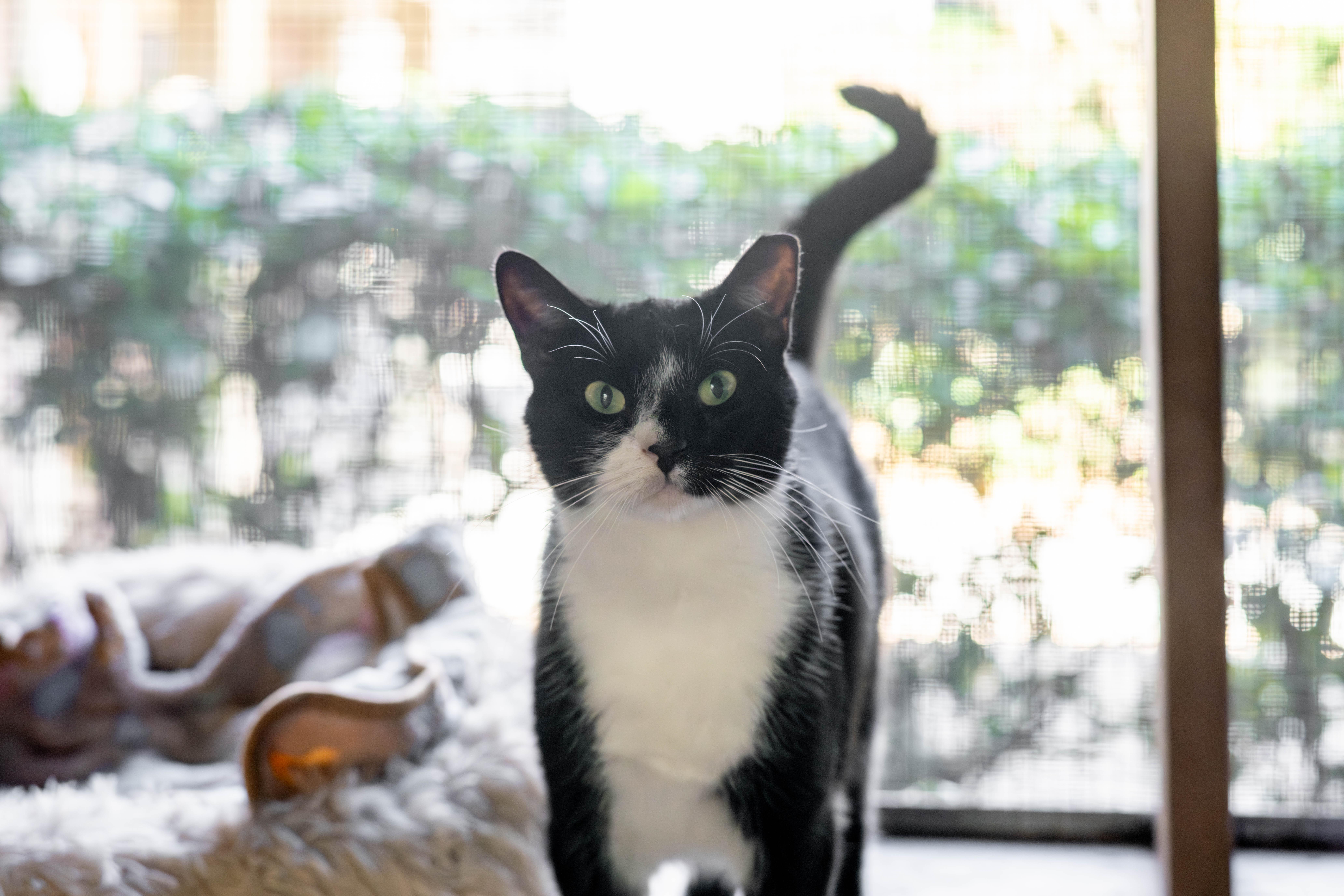 Enlarge Felt, a Adoptable mixed breed in Hilton Head Island, SC image 2/2