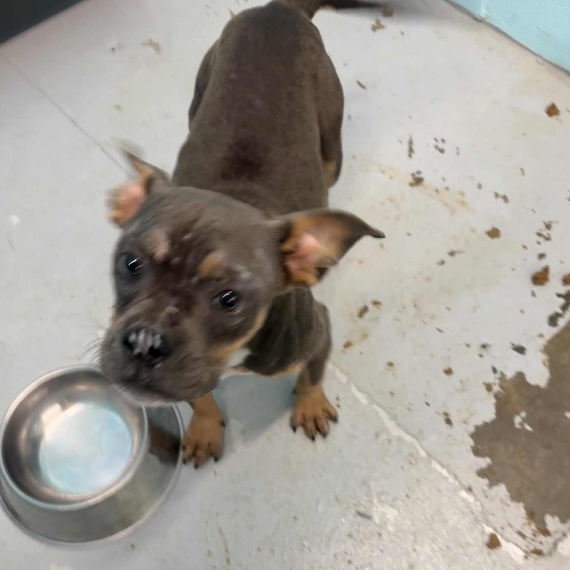 Cher, an adoptable mixed breed in Elberon, VA image 2/2