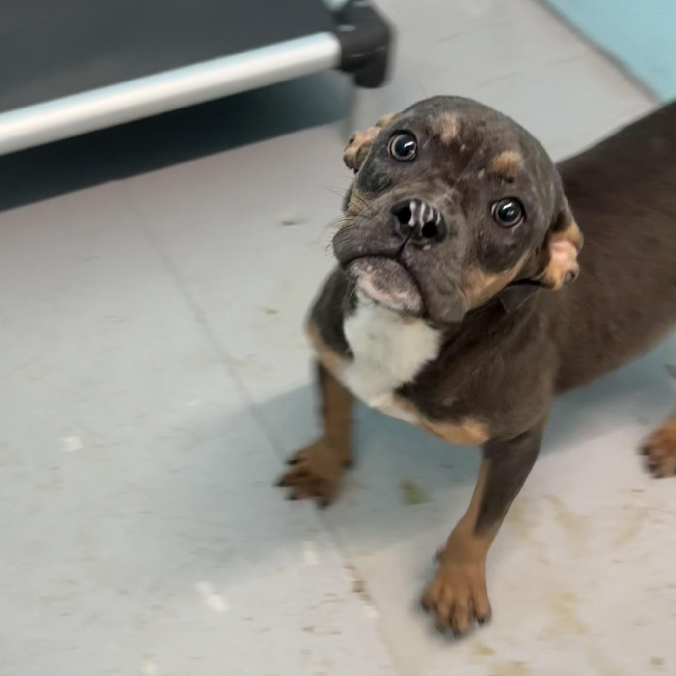 Cher, an adoptable mixed breed in Elberon, VA image 1/2