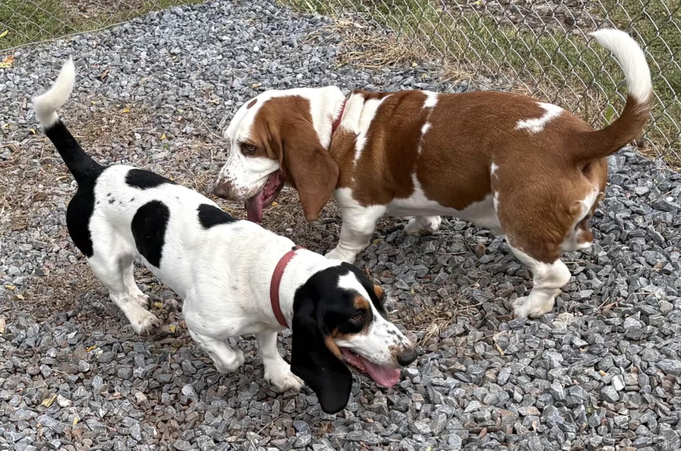 Enlarge Scrappy, a Adoptable Basset Hound in Fort Washington, MD image 1/4