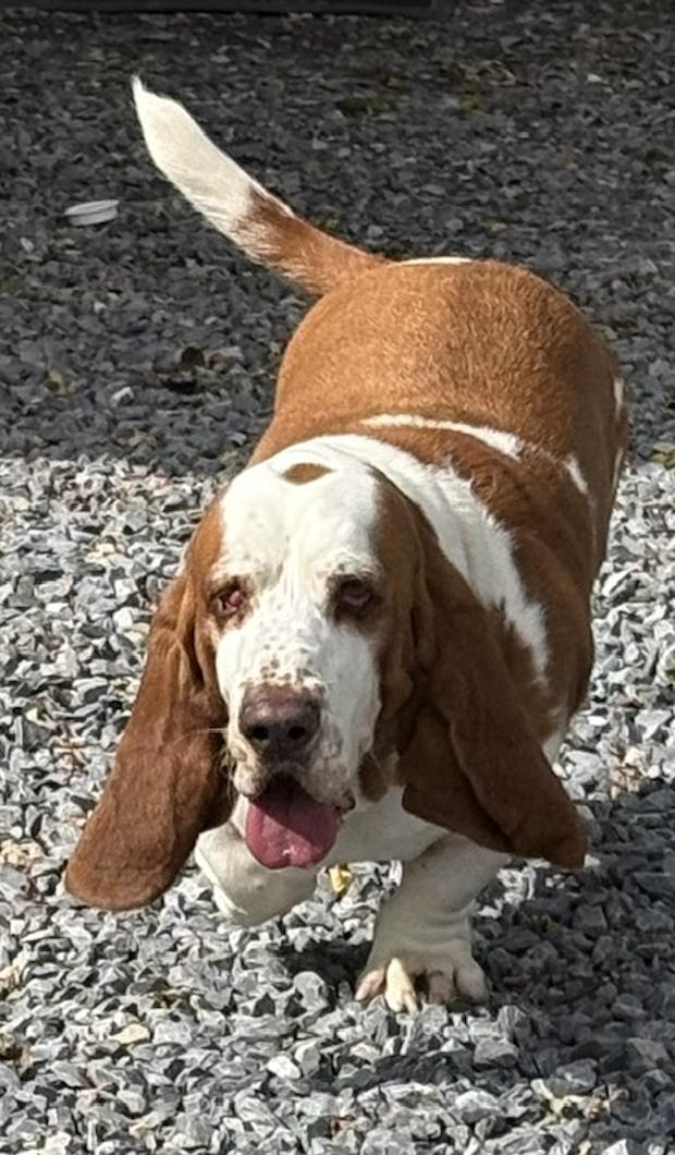 Enlarge Scrappy, a Adoptable Basset Hound in Fort Washington, MD image 2/4