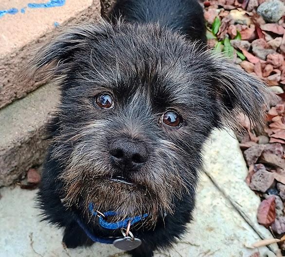 LUCAS, ADOPTABLE, Puppy Male Wirehaired Dachshund & Miniature Schnauzer.
