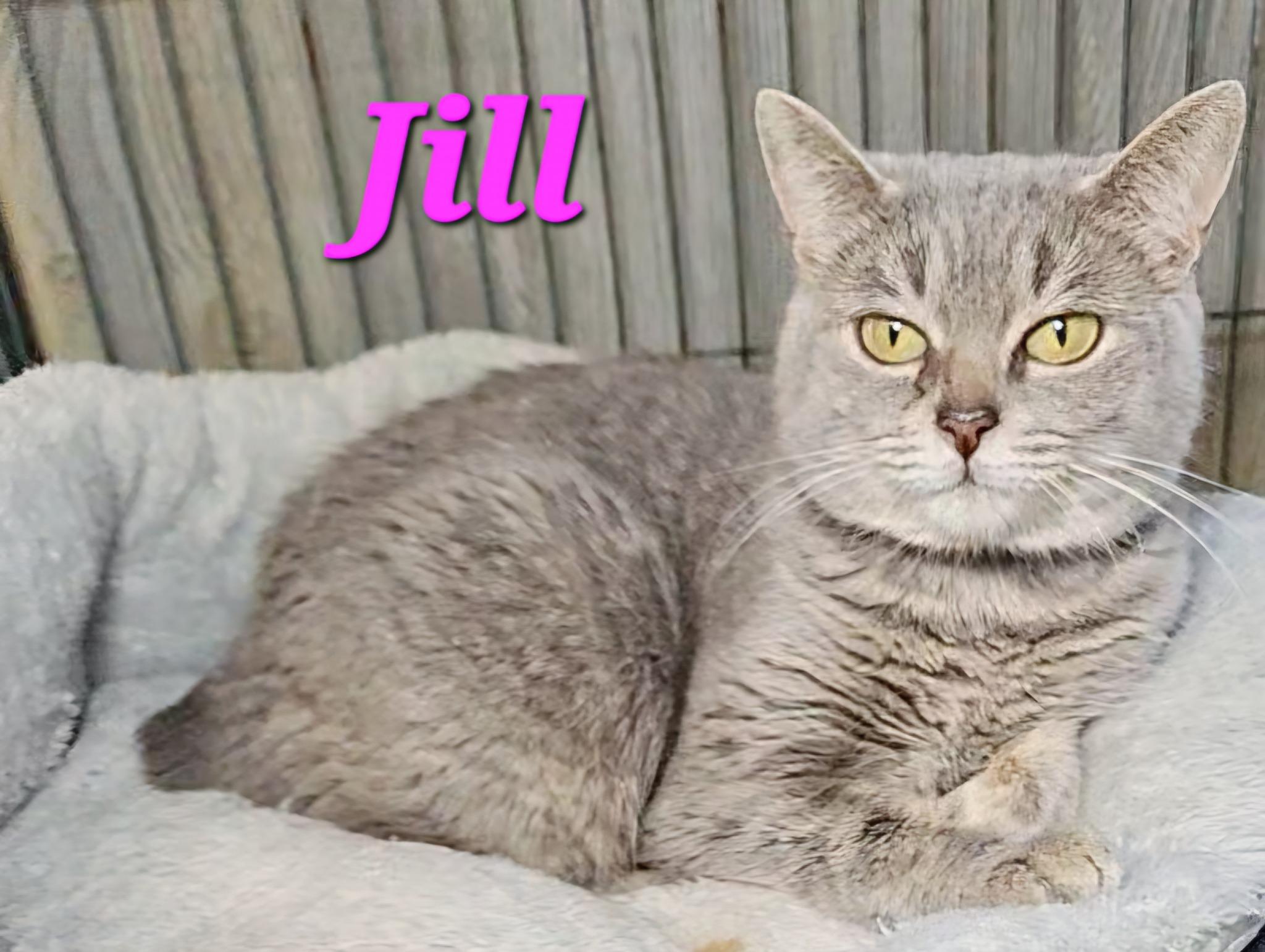 Jill photo 2