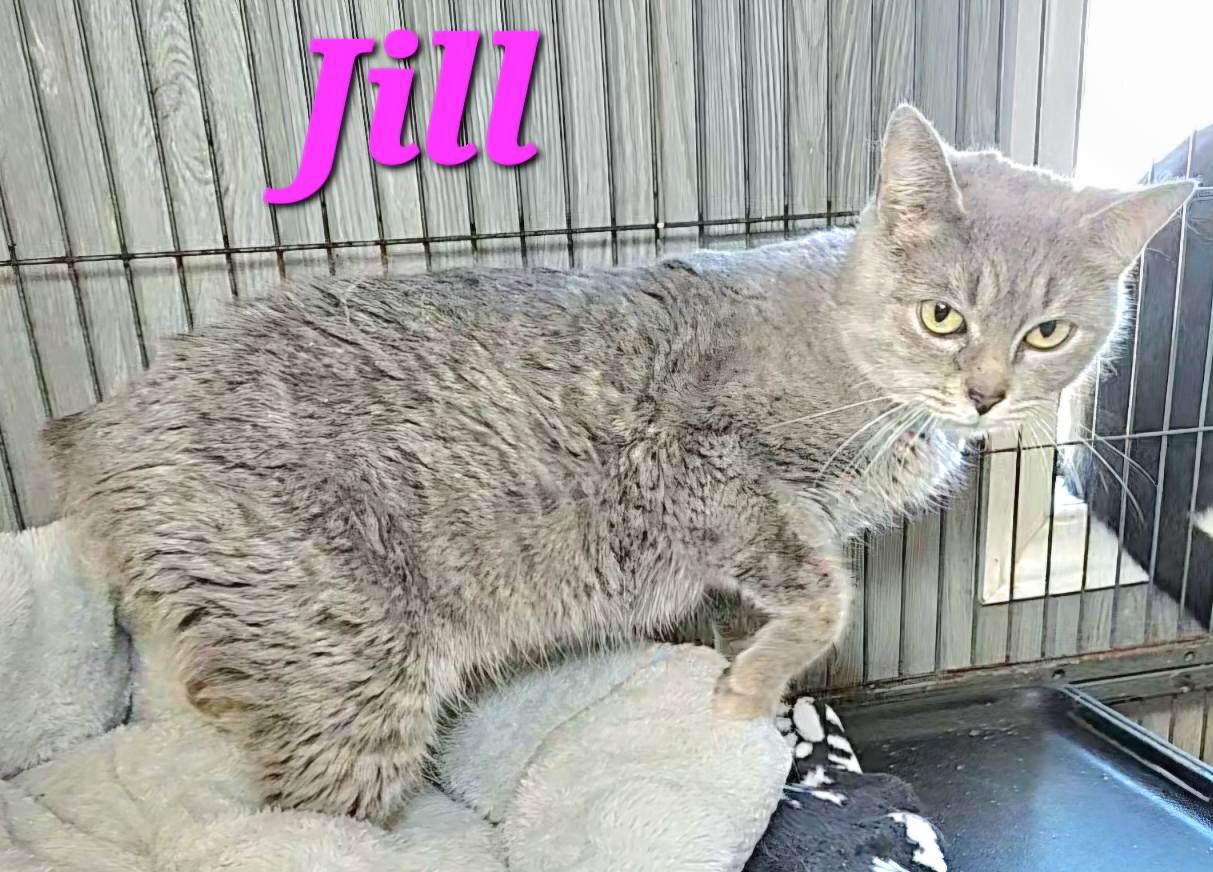 Jill, Adult Female American Bobtail