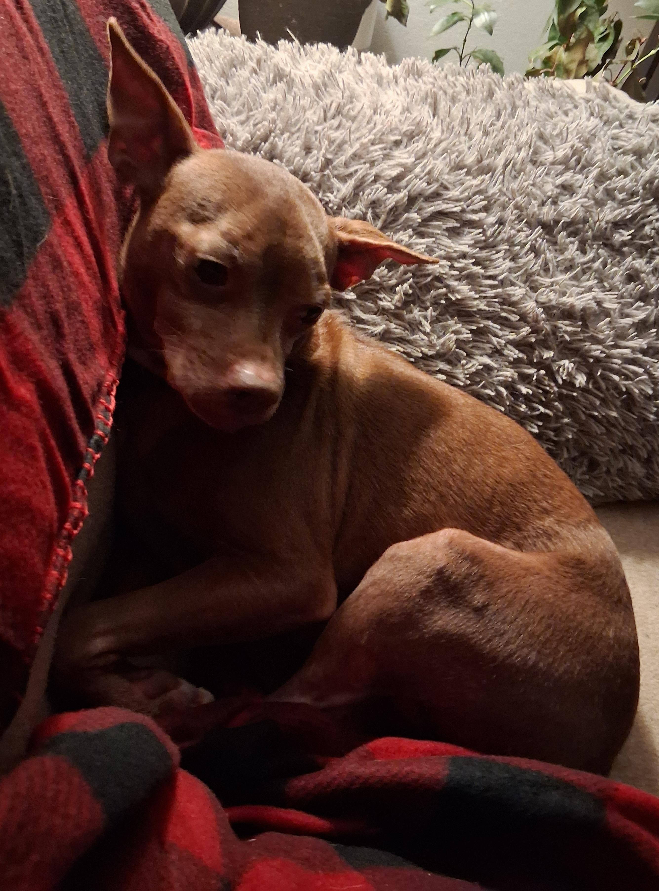 Enlarge Taco, a Adoptable mixed breed image 1/1