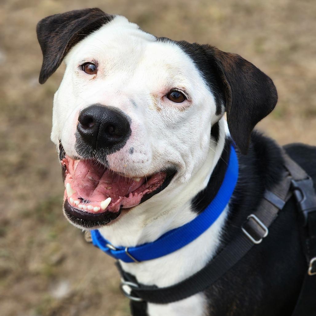 Daisy, Adoptable, Adult Female Pit Bull Terrier.