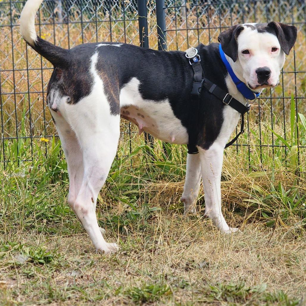 Enlarge Daisy, a Adoptable Pit Bull Terrier in Port Angeles, WA image 4/5