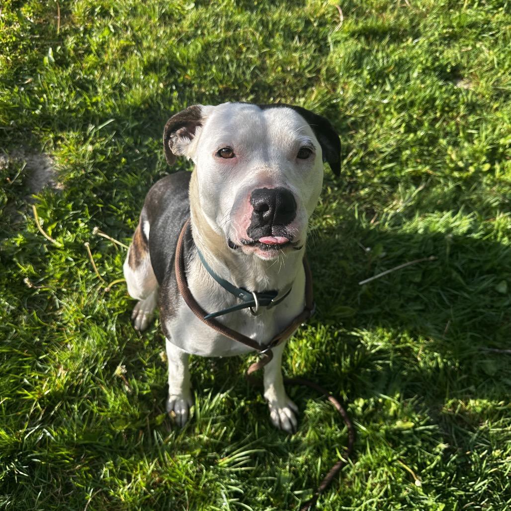 Enlarge Daisy, a Adoptable Pit Bull Terrier in Port Angeles, WA image 5/5