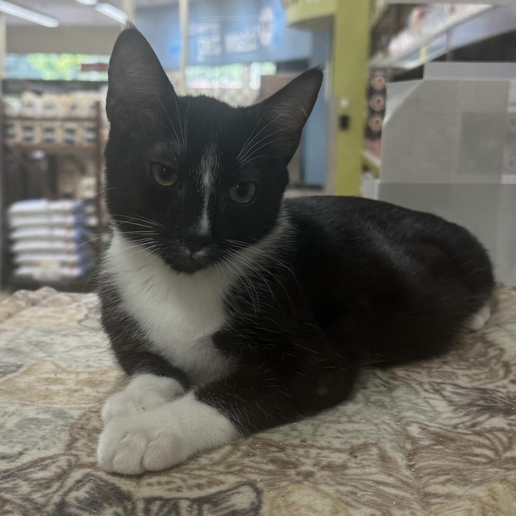 Sunday, Adoptable, Kitten Male Domestic Short Hair.