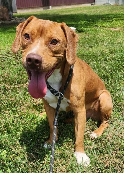 Noah, Adoptable, Adult Male Mixed Breed.