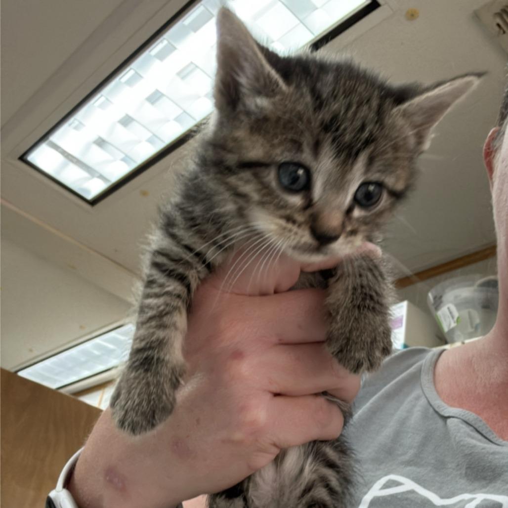 Gauze, Adoptable, Kitten Female Domestic Short Hair & Domestic Short Hair.