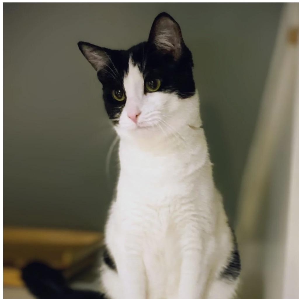 Enlarge KAYCEE, a Adoptable Domestic Short Hair in Delhi, ON image 2/6