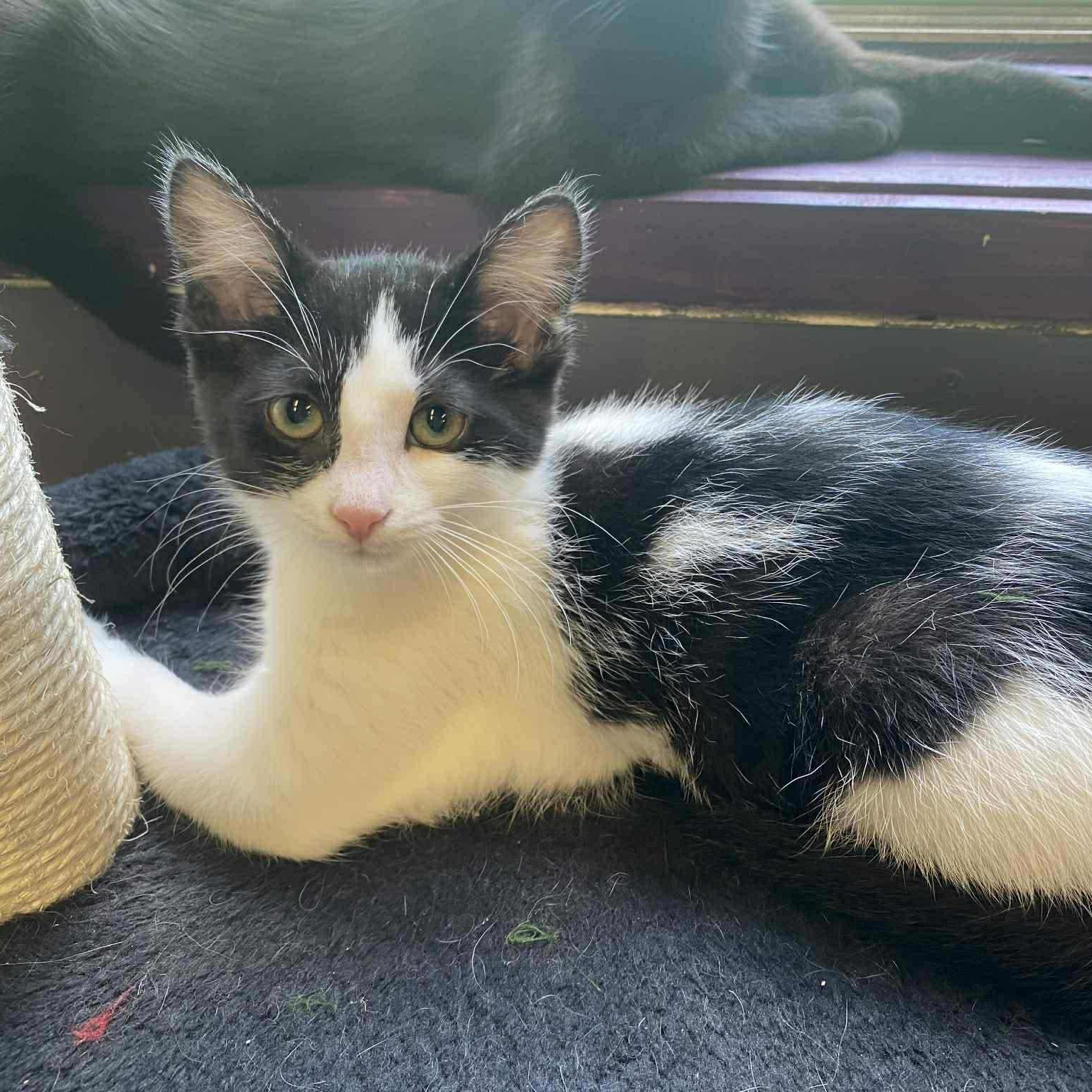 Enlarge KAYCEE, a Adoptable Domestic Short Hair in Delhi, ON image 3/6