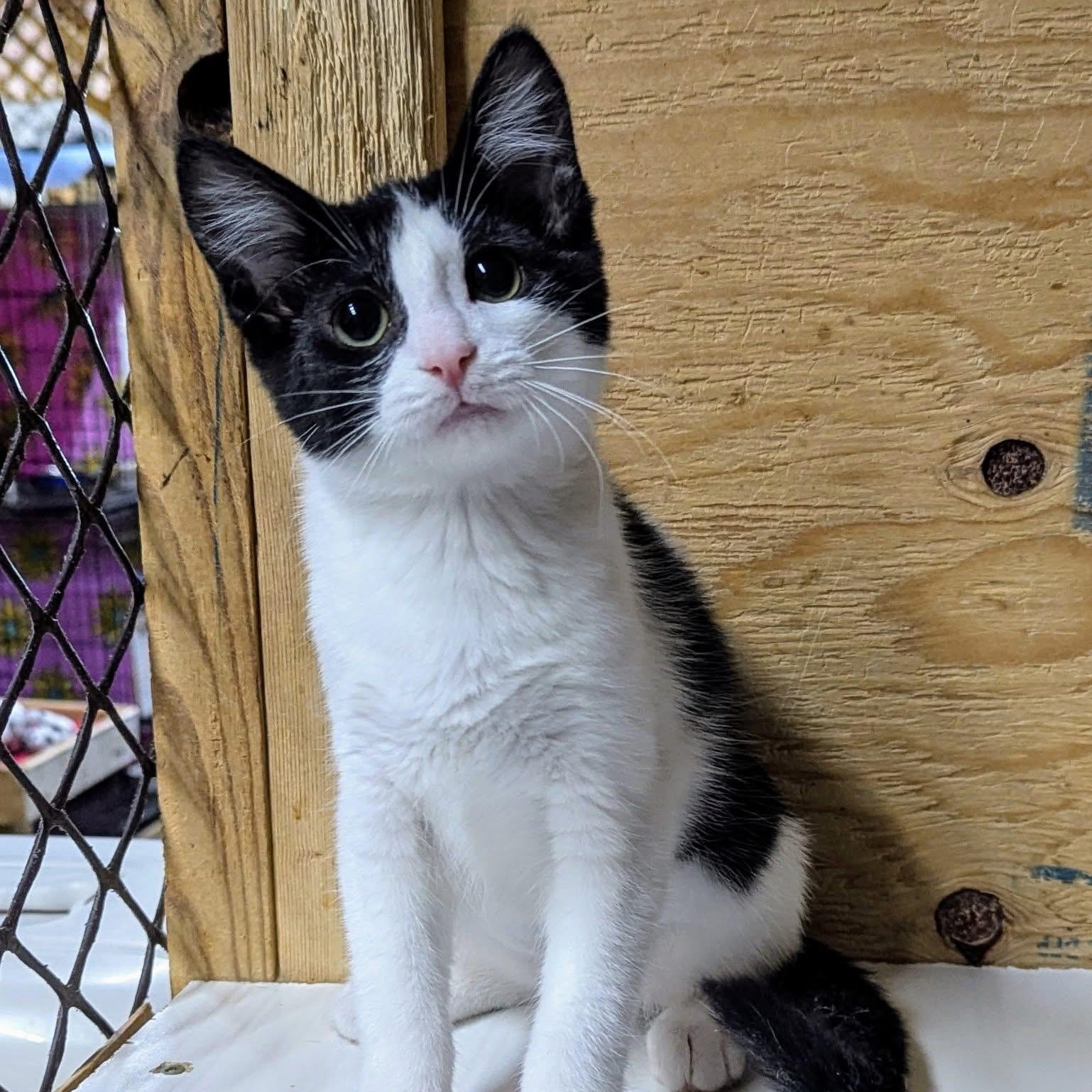 KAYCEE, Adoptable, Young Female Domestic Short Hair.