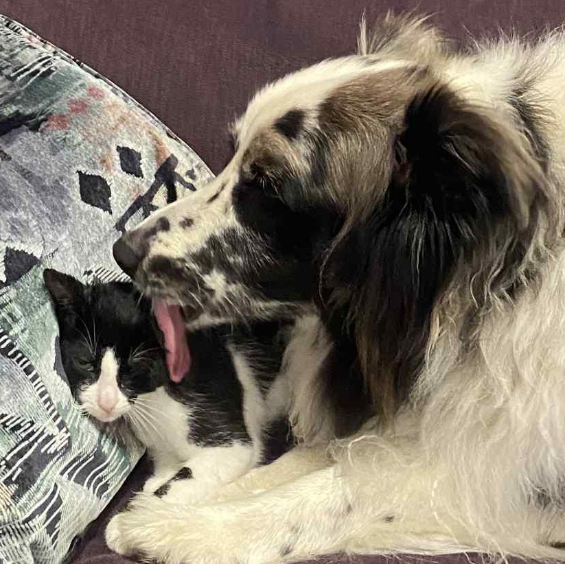 Enlarge KAYCEE, a Adoptable Domestic Short Hair in Delhi, ON image 4/6