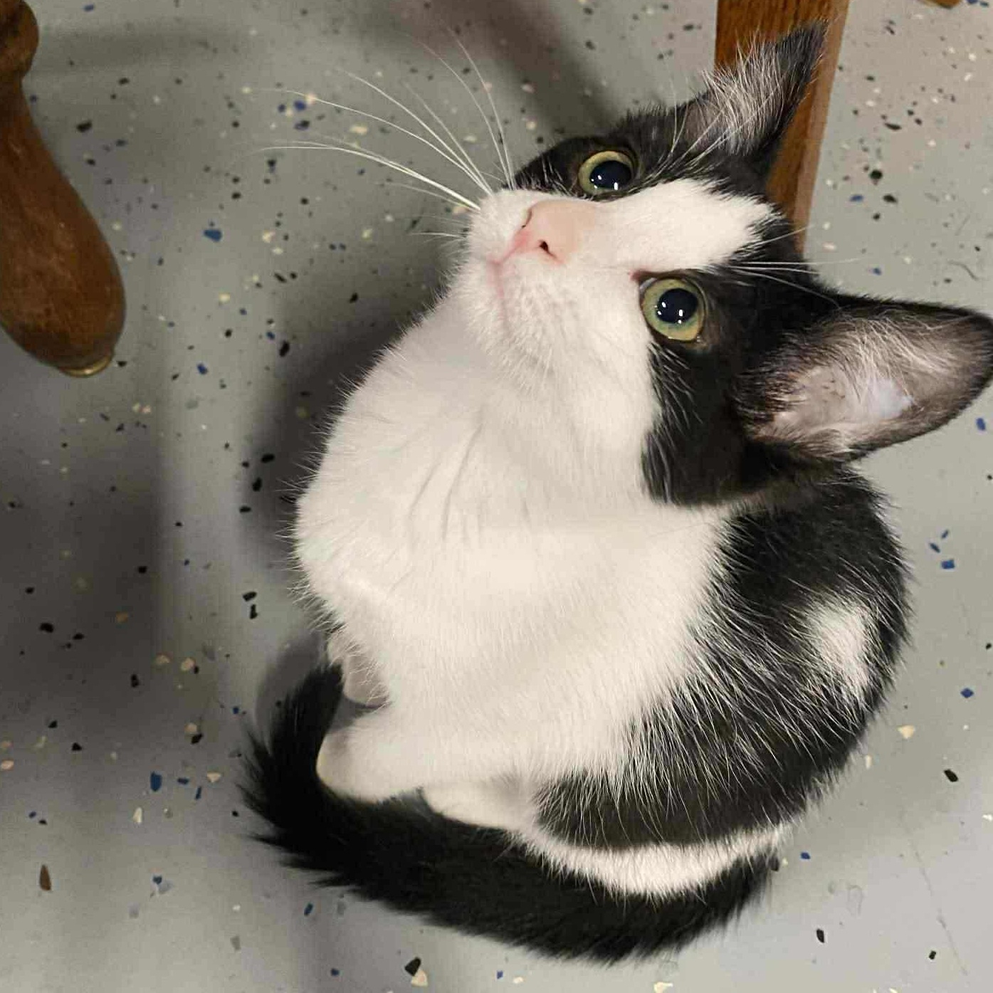 Enlarge KAYCEE, a Adoptable Domestic Short Hair in Delhi, ON image 5/6