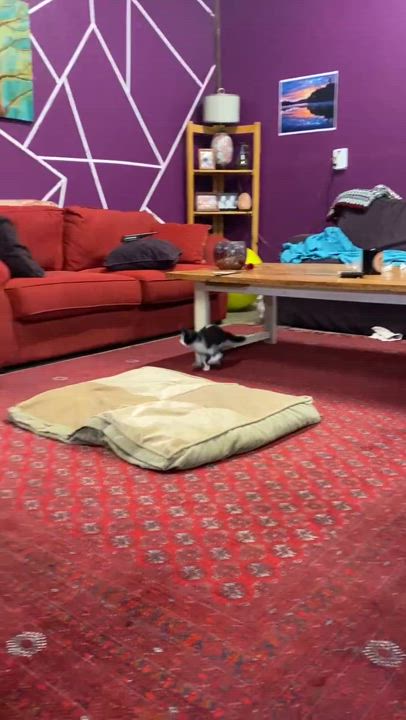 Enlarge KAYCEE, a Adoptable Domestic Short Hair in Delhi, ON video 6/6