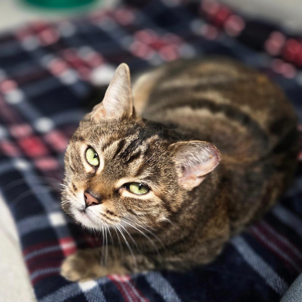 Enlarge Harmony, a Adoptable Domestic Short Hair in Oneonta, NY image 2/6