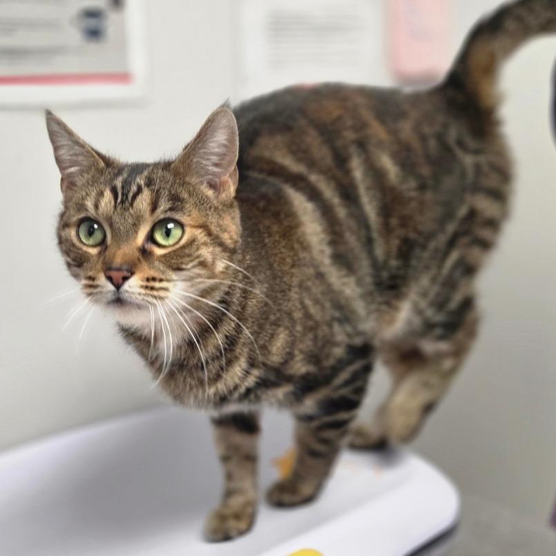 Enlarge Harmony, a Adoptable Domestic Short Hair in Oneonta, NY image 3/6