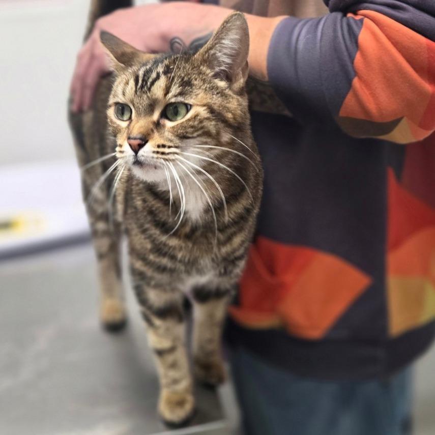 Enlarge Harmony, a Adoptable Domestic Short Hair in Oneonta, NY image 4/6