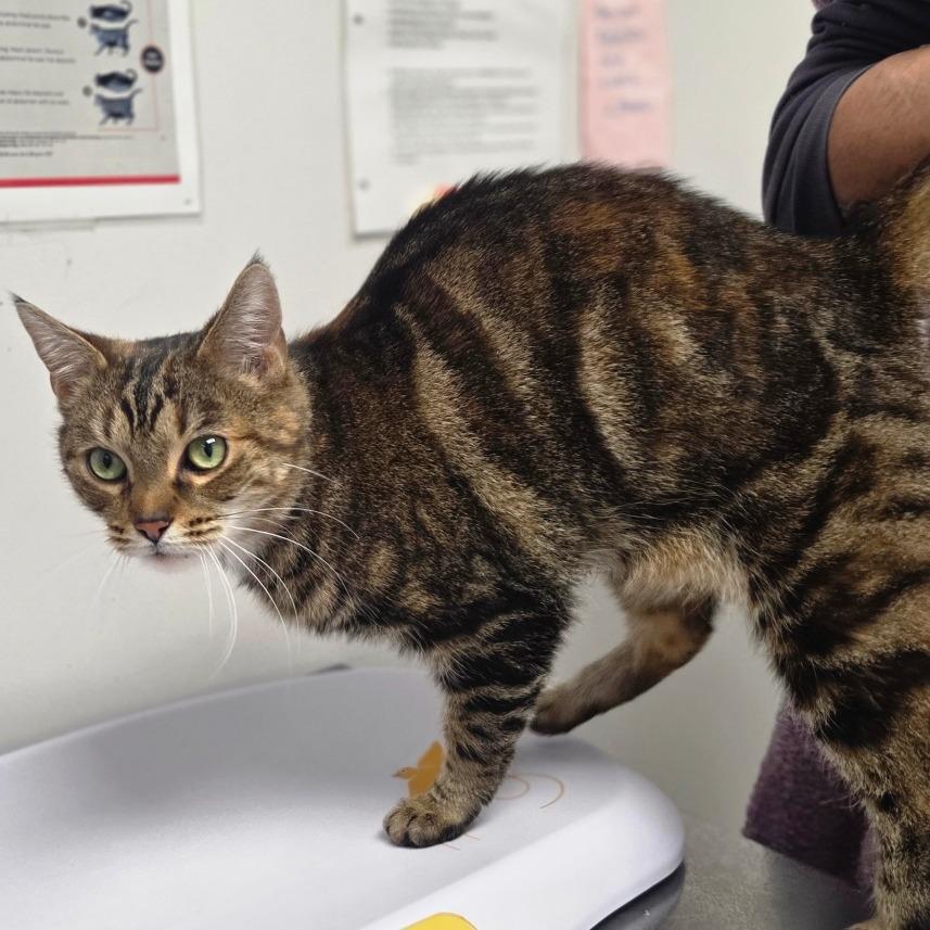 Enlarge Harmony, a Adoptable Domestic Short Hair in Oneonta, NY image 5/6