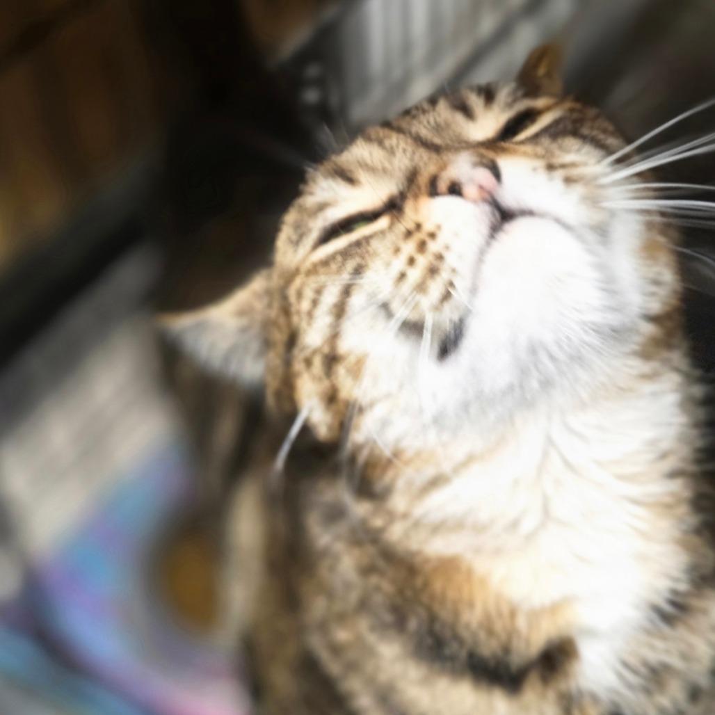 Enlarge Harmony, a Adoptable Domestic Short Hair in Oneonta, NY image 6/6