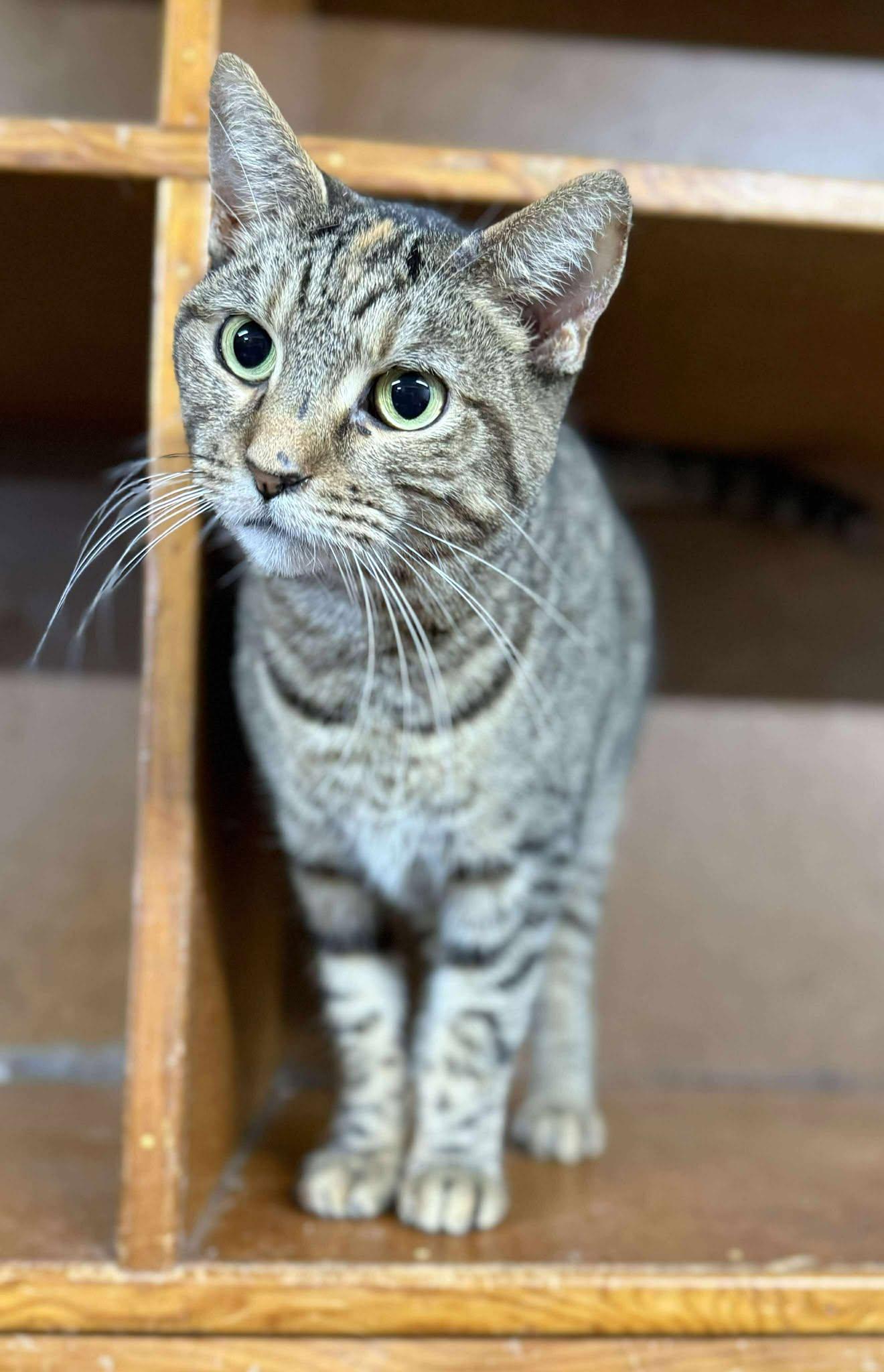 Trinity, Adoptable, Adult Female Tabby.