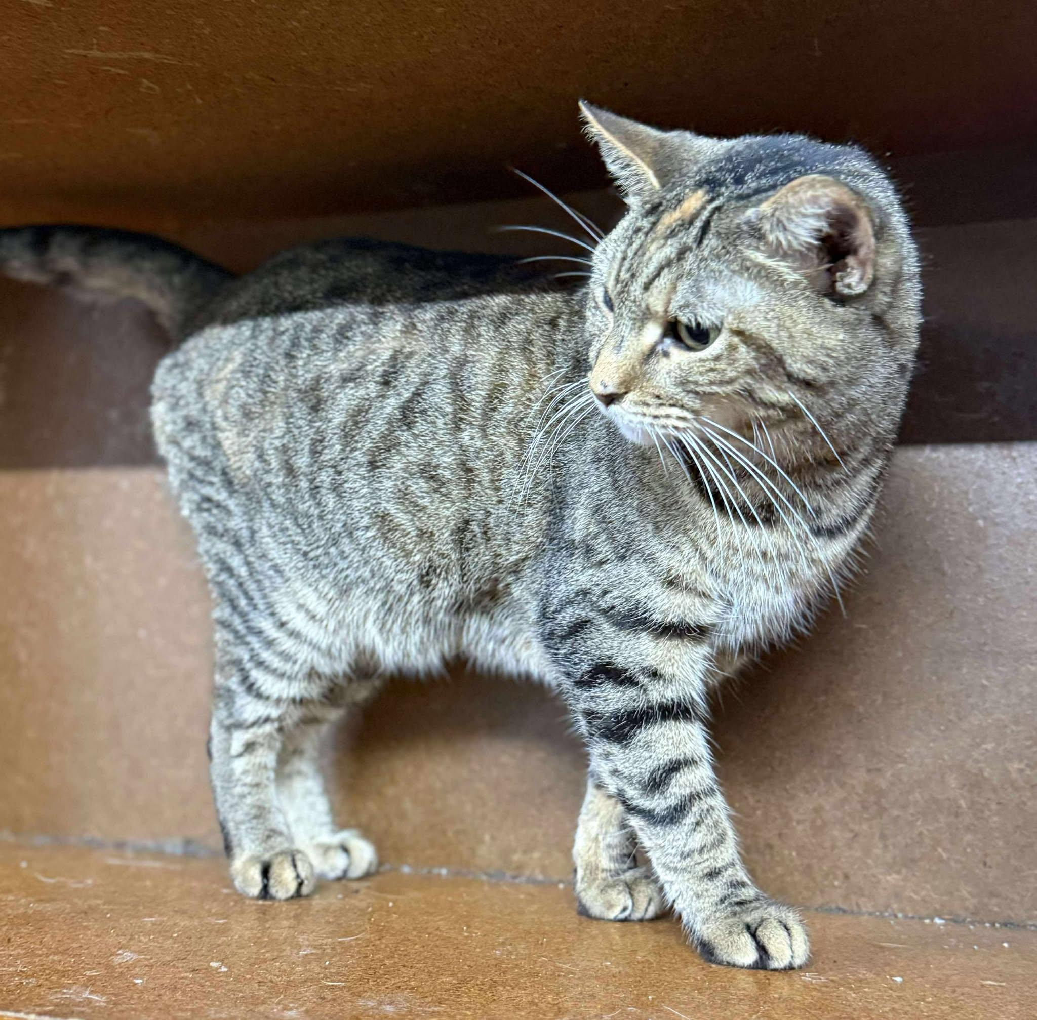 Enlarge Trinity, a Adoptable Tabby in Marion, IN image 2/3