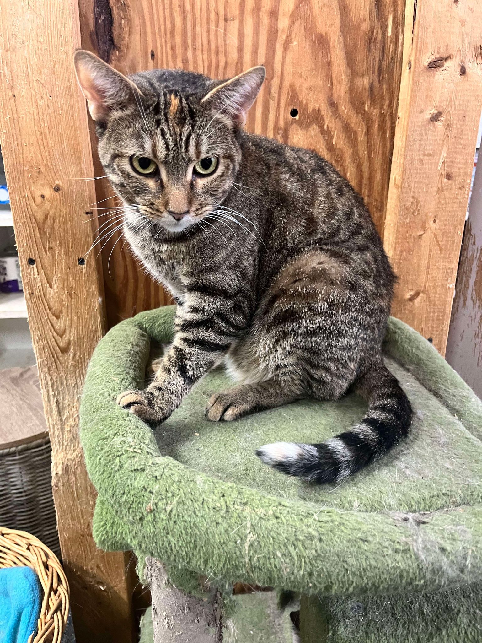 Enlarge trinity, a Adoptable Tabby in Marion, IN image 1/1
