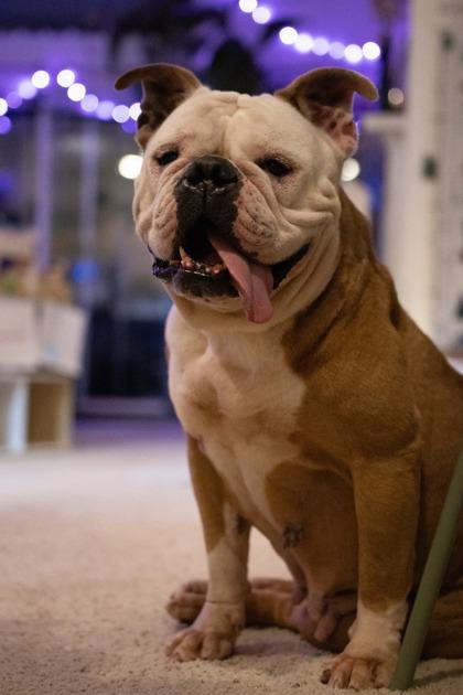 Enlarge LULU LANE, a ADOPTABLE mixed breed in Bonney Lake, WA image 3/3