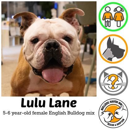 LULU LANE, ADOPTABLE, Adult Female English Bulldog.