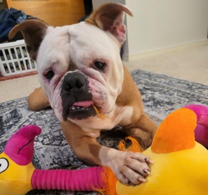 Enlarge LULU LANE, a ADOPTABLE mixed breed in Bonney Lake, WA image 2/3