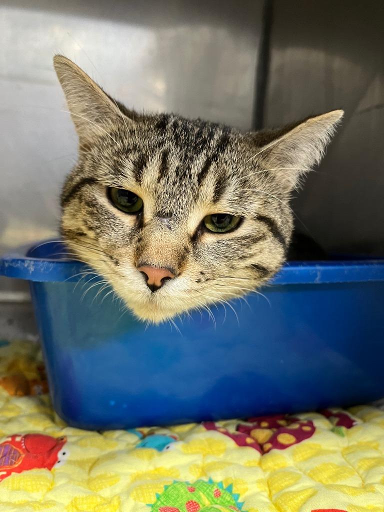 Tony, Adopted, Adult Male Domestic Short Hair.