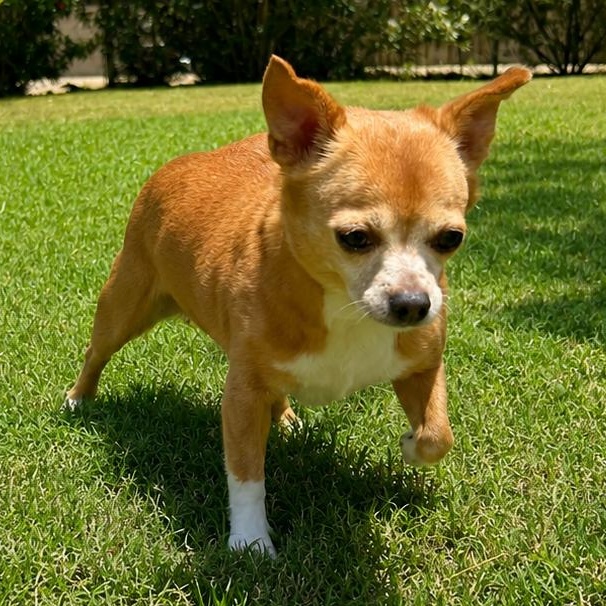 Penny, a ADOPTABLE mixed breed in Glendale, AZ image 4/4
