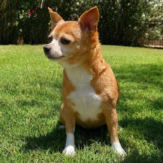 Penny, a ADOPTABLE mixed breed in Glendale, AZ image 2/4