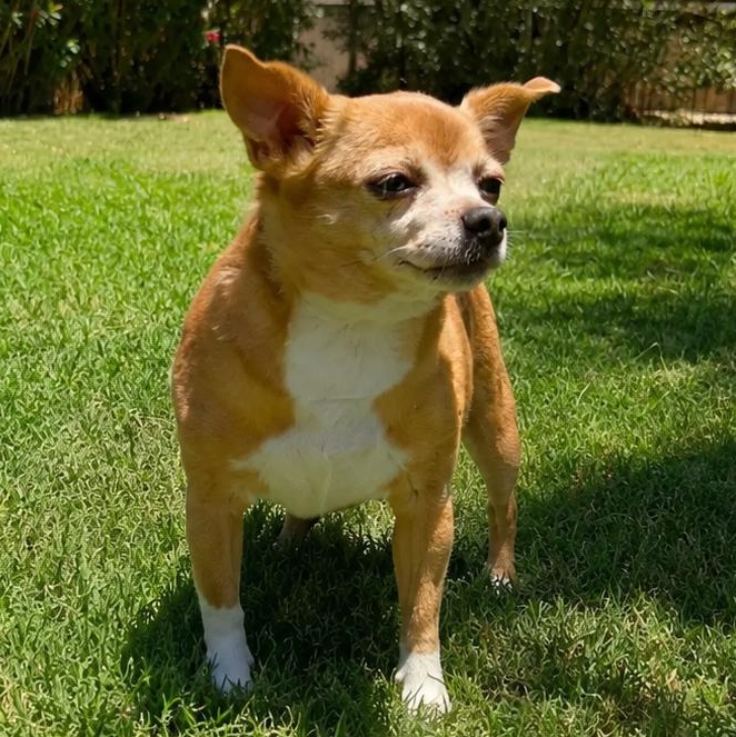 Penny, a ADOPTABLE mixed breed in Glendale, AZ image 3/4