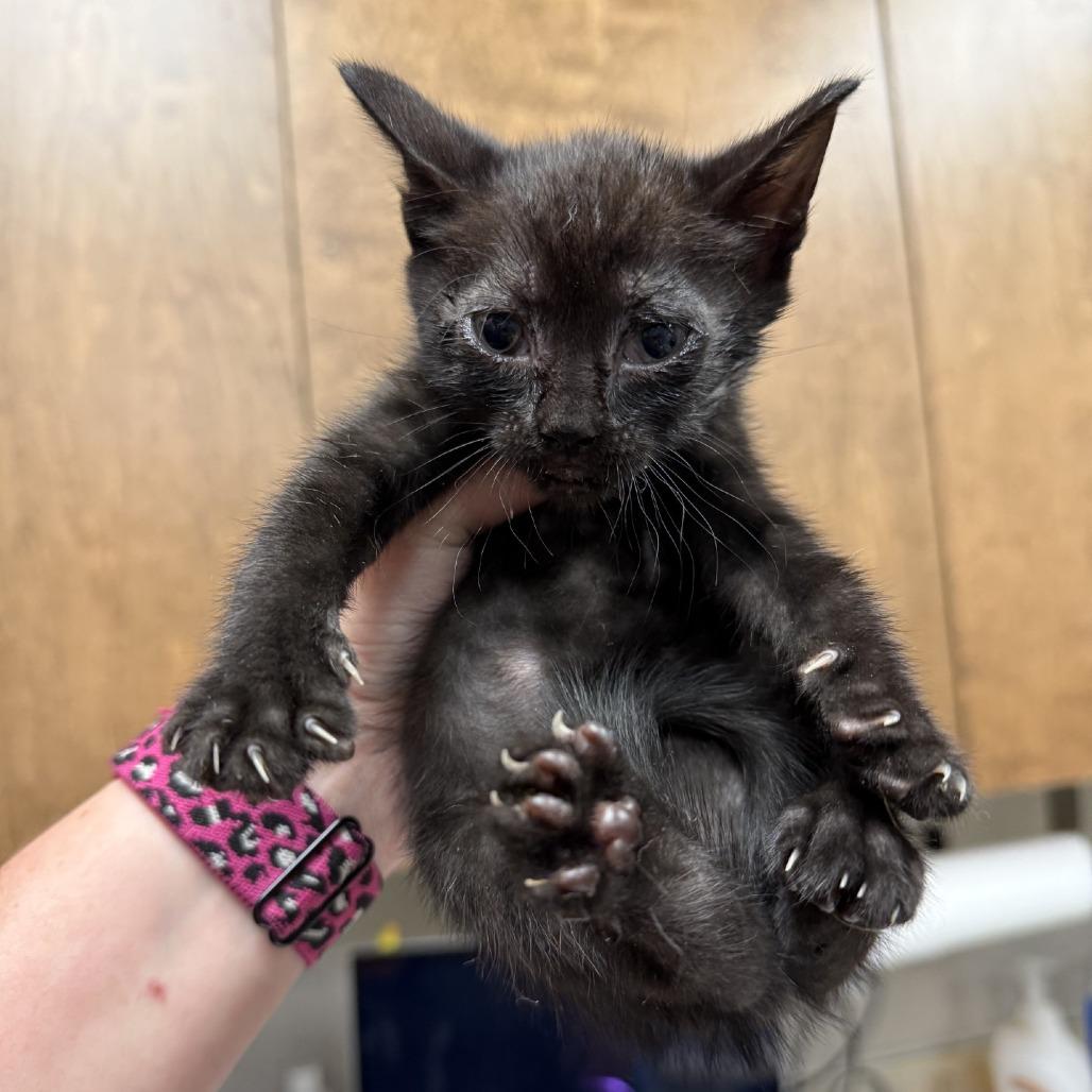 Enlarge Wednesday, a Adoptable Domestic Short Hair in Hinesville, GA image 1/3