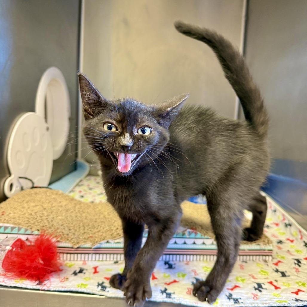 Enlarge Wednesday, a Adoptable Domestic Short Hair in Hinesville, GA image 2/3