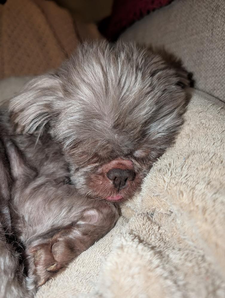 Enlarge Pappie, a Adoptable mixed breed in Waunakee, WI image 4/6