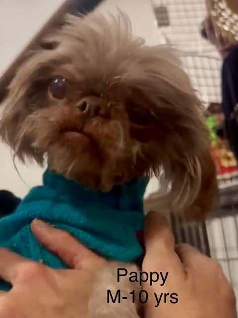 Enlarge Pappie, a Adoptable mixed breed in Waunakee, WI image 5/6