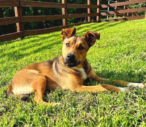 Blaze, a Adoptable mixed breed in Carrollton, GA image 1/3