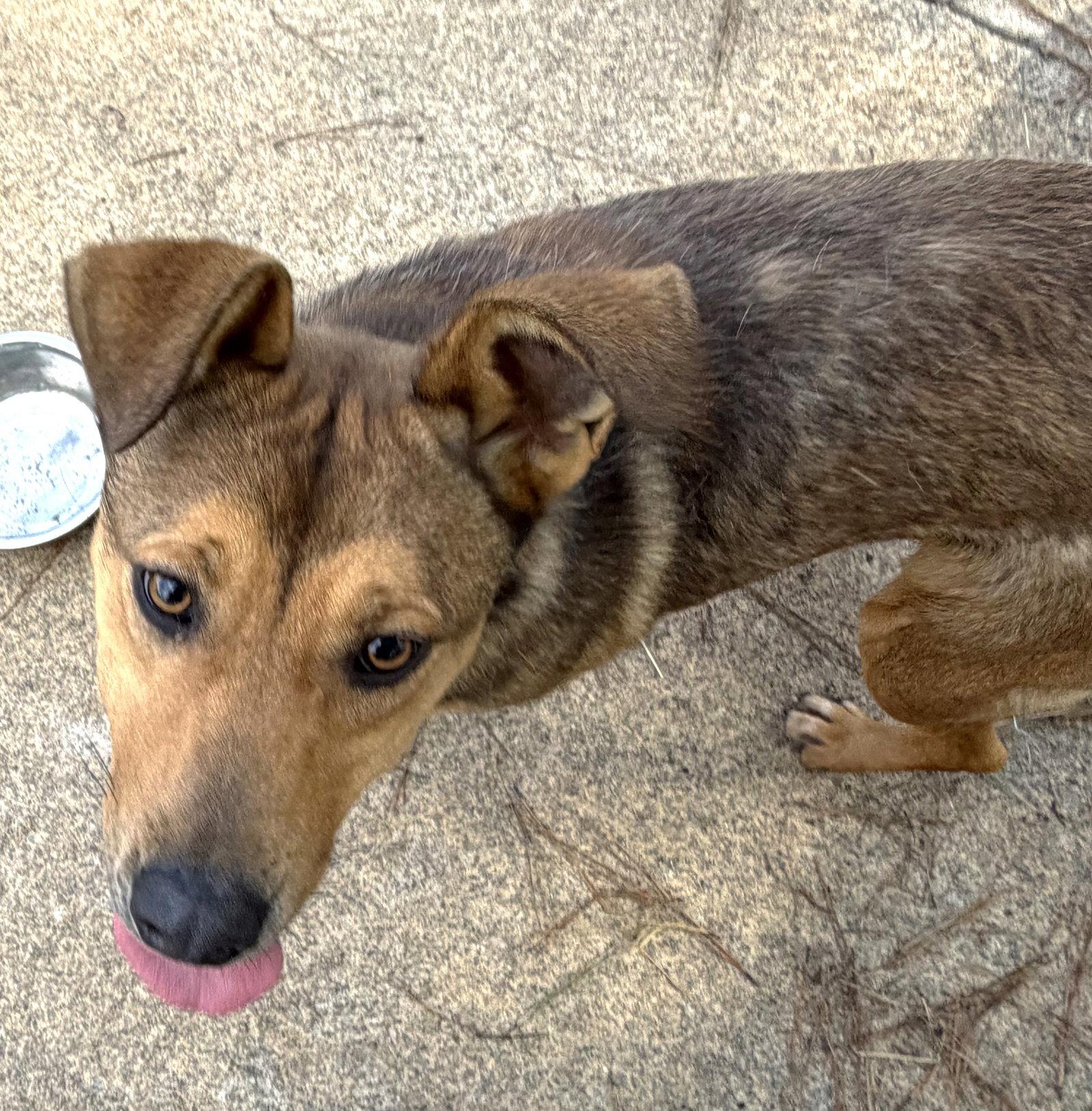 Enlarge Blaze, a Adoptable mixed breed in Carrollton, GA image 1/3