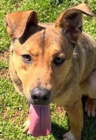 Blaze, Adoptable, Young Male Hound & Shepherd.