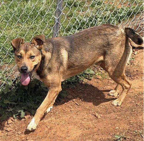 Blaze, a Adoptable mixed breed in Carrollton, GA image 3/3