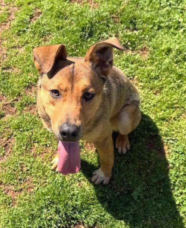 Enlarge Blaze, a Adoptable mixed breed in Carrollton, GA image 3/3