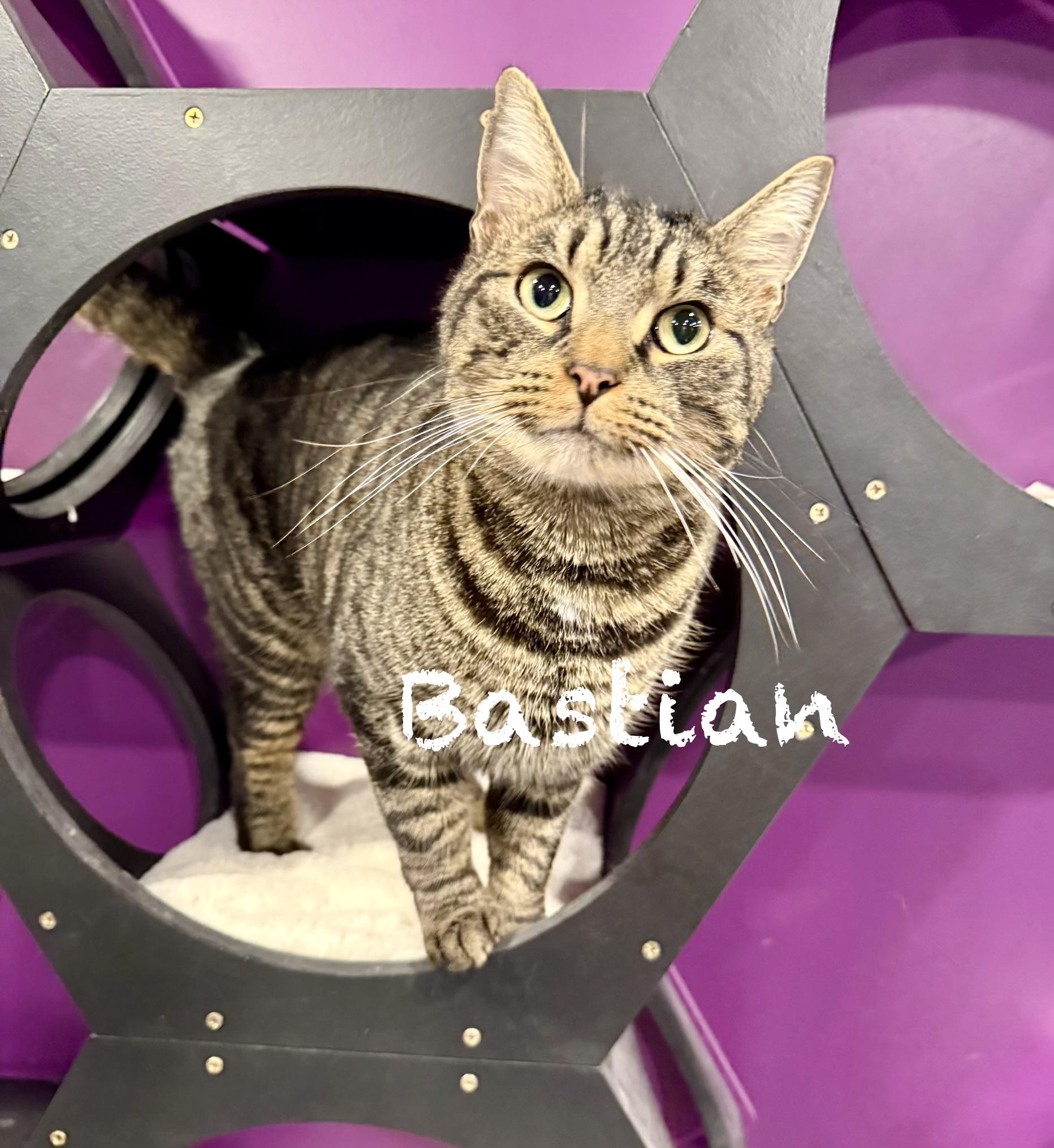 Bastian, ADOPTABLE, Young Male Domestic Short Hair.