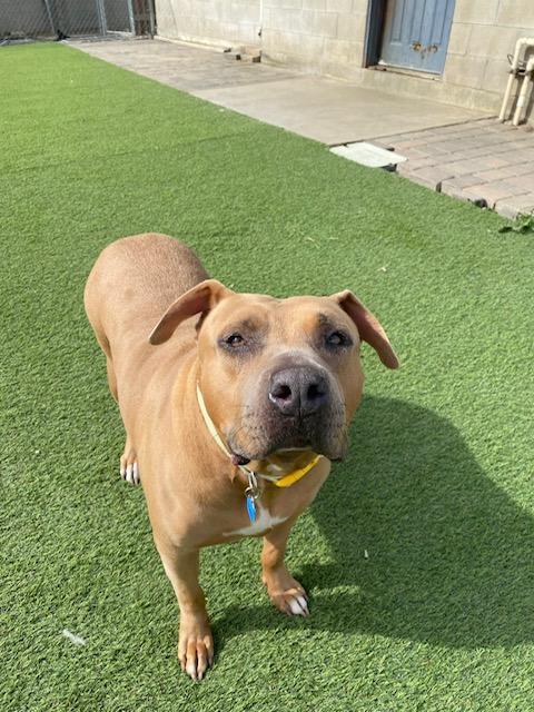 Piggy, Adoptable, Adult Female Pit Bull Terrier.