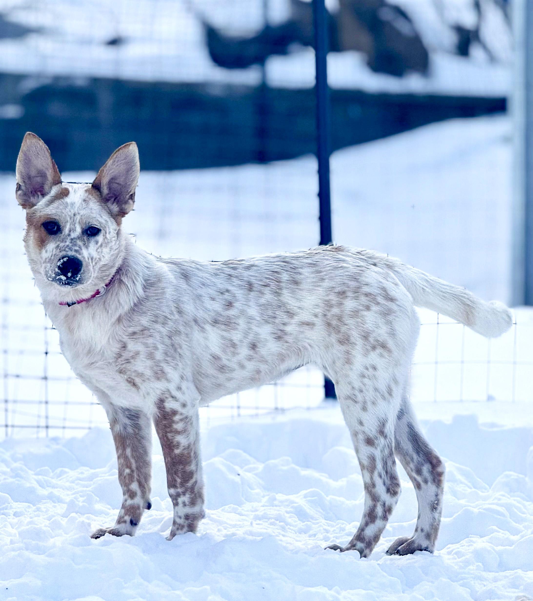 Alice, ADOPTABLE, Young Female Australian Cattle Dog / Blue Heeler & Shepherd.